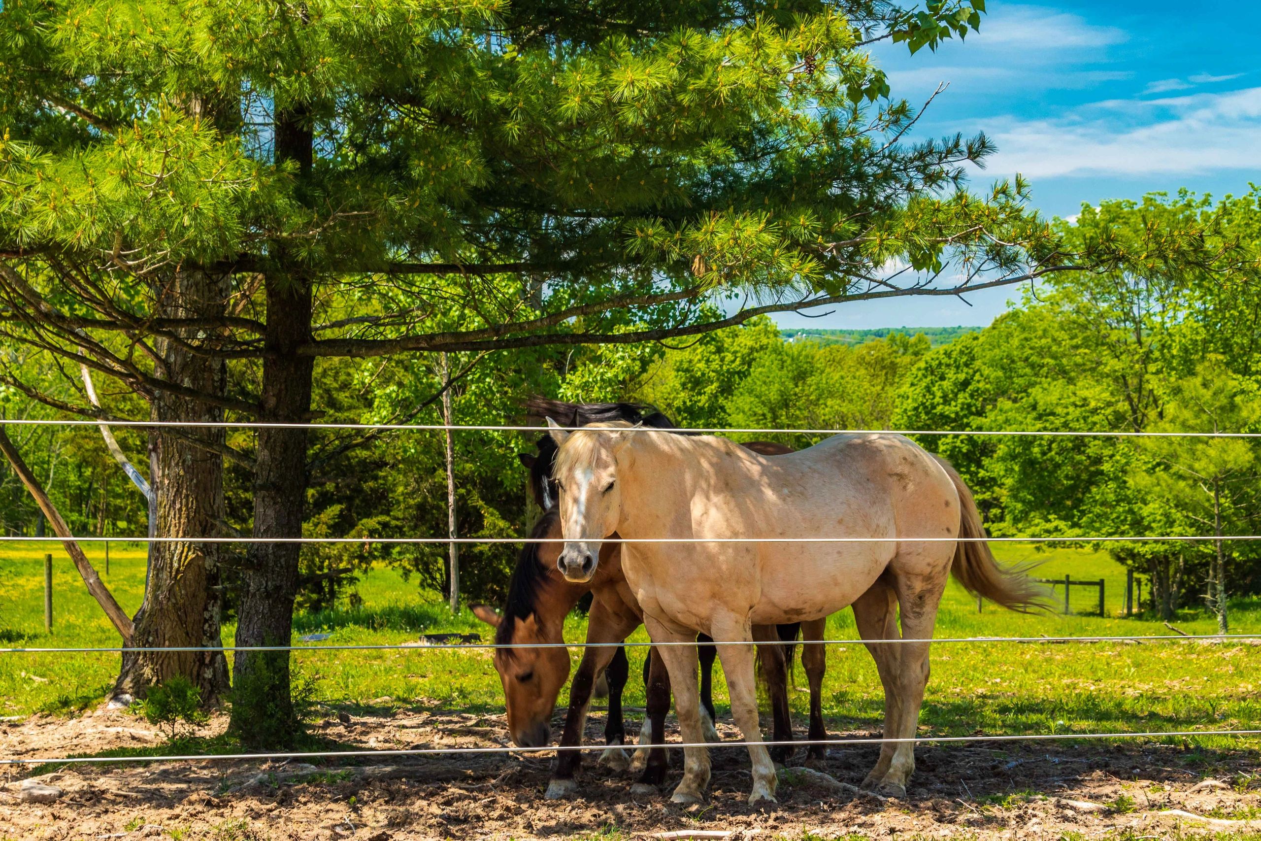 Two horses grazing under a shade tree on a ranch