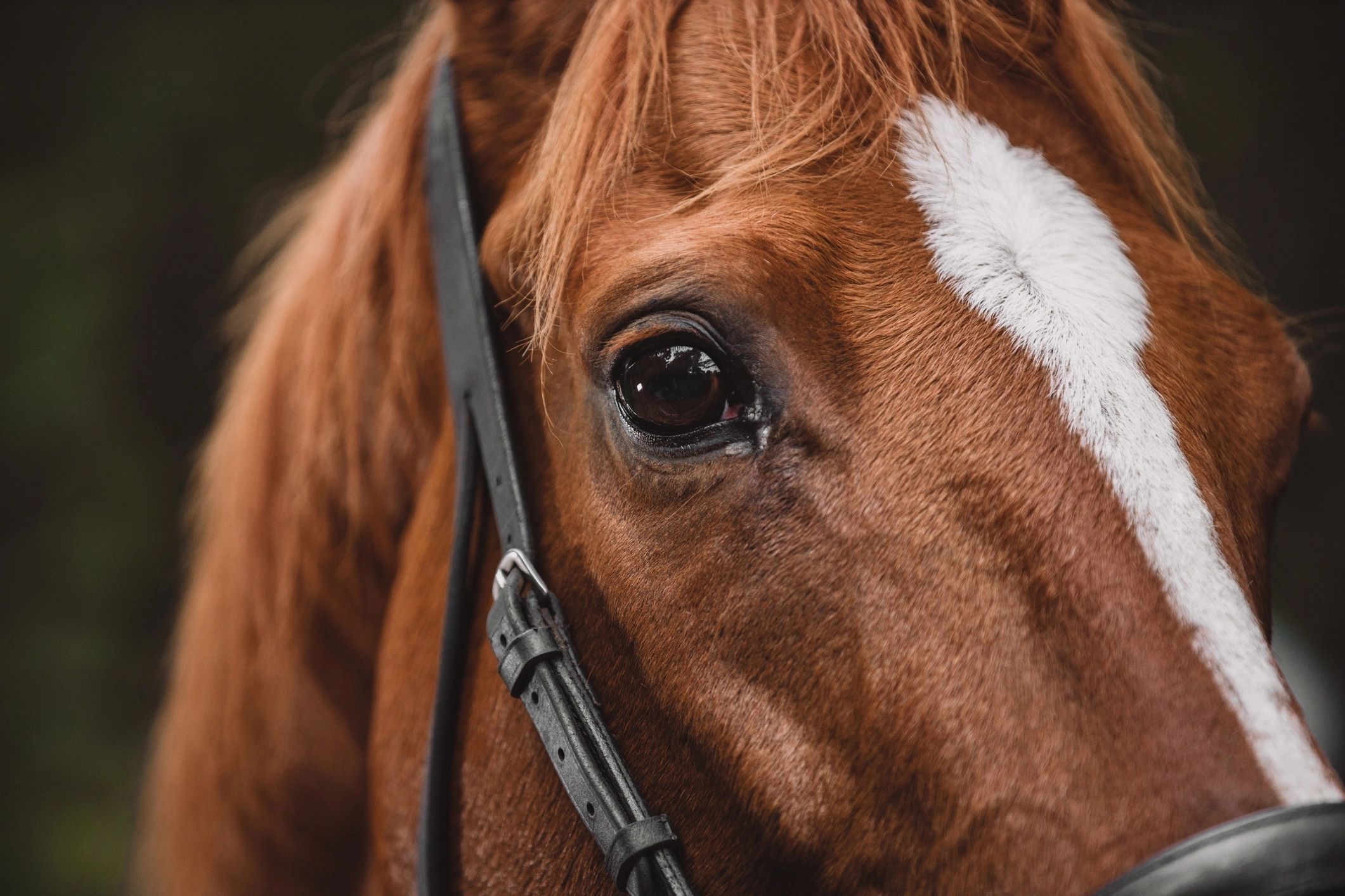 Close-up of a horse in a pasture