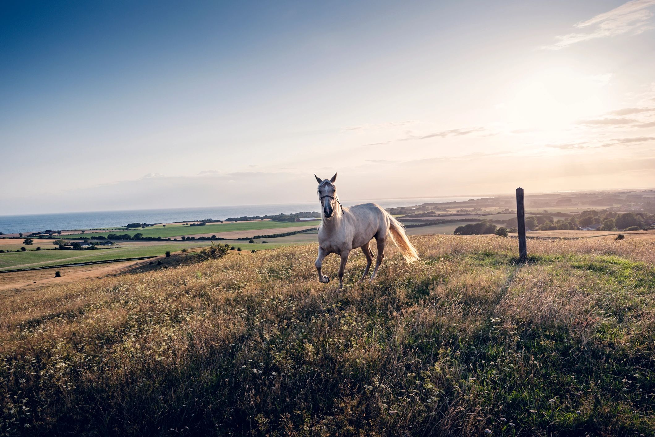 Palomino horse at sunset in a pasture