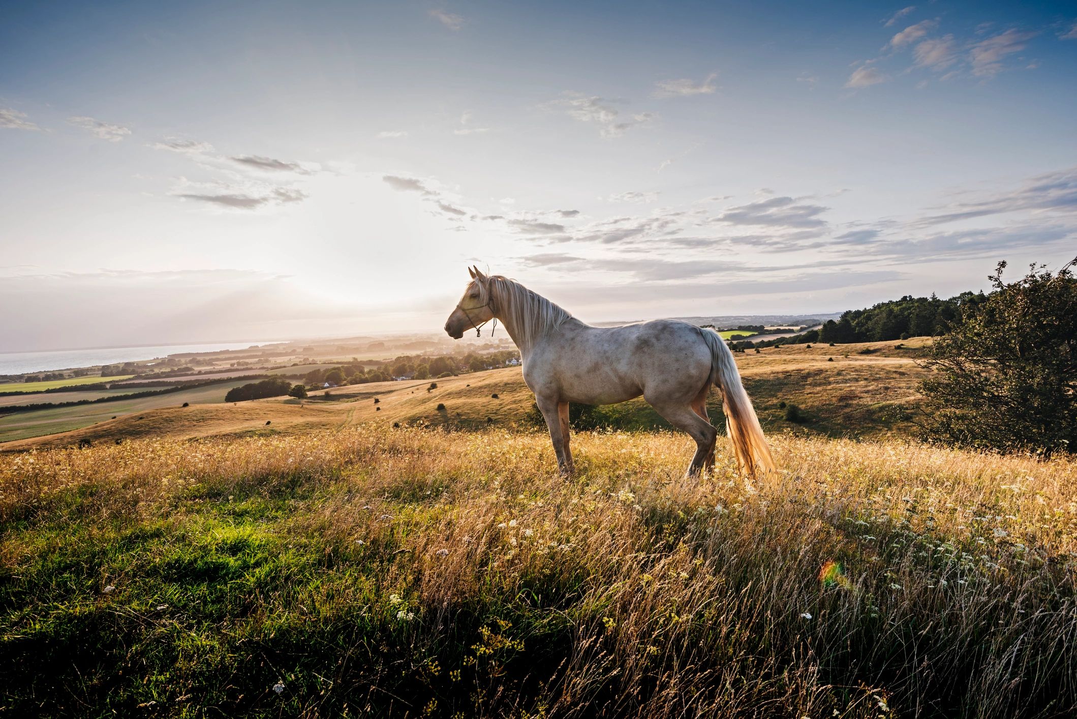 Palomino horse standing in tall grass at sunset