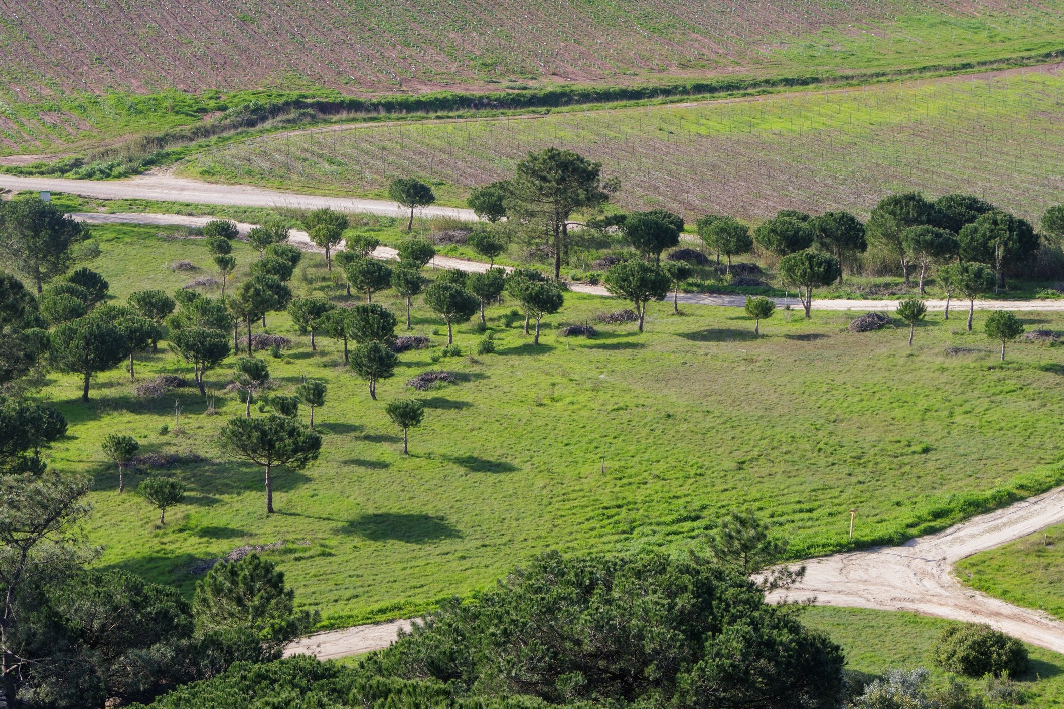 Quiet countryside path through green fields